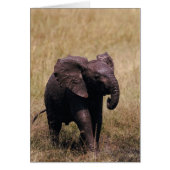 Muddy Baby Elephant (Front)