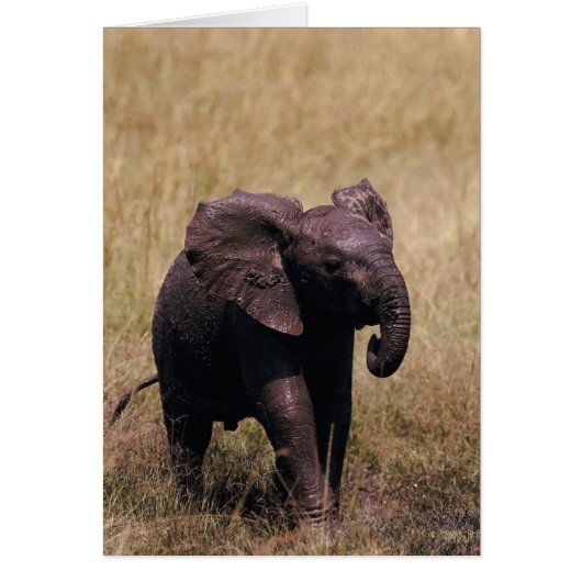 Muddy Baby Elephant Cards (Front)