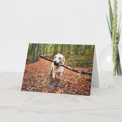 Muddy Dog In Autumn Nature Card