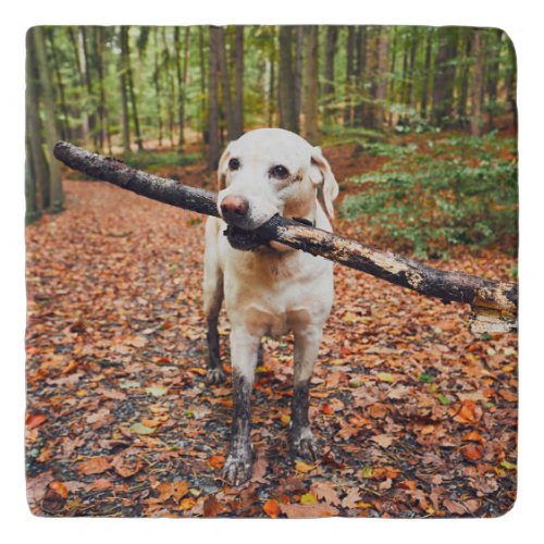 Muddy Dog In Autumn Nature Trivet