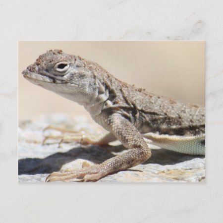 Muddy Lizard Postcard