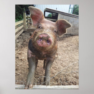 Muddy Pig Poster Funny