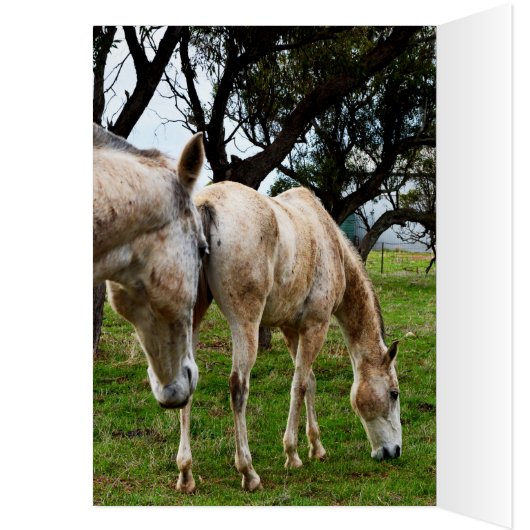 Muddy White Horses, (Inside (Left))