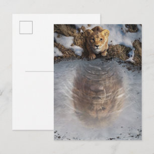 Mufasa Reflection Postcard