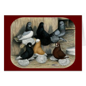 Muffed Tumbler Pigeons (Front Horizontal)