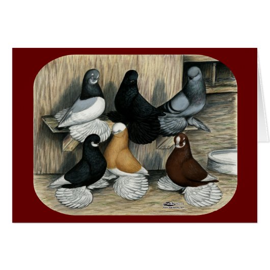 Muffed Tumbler Pigeons (Front Horizontal)