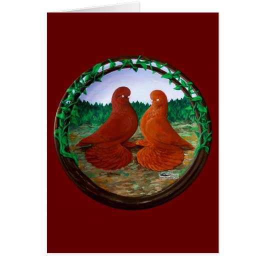 Muffed Tumbler Pigeons2 (Front)