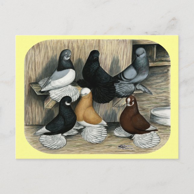 Muffed Tumbler Pigeons Postcard (Front)