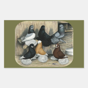 Muffed Tumbler Pigeons Rectangular Sticker