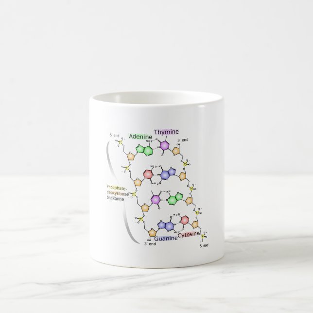 MUG Diagram of the Chemical structure of DNA (Center)