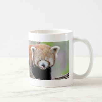 Mug Photo red panda , animals 0399.