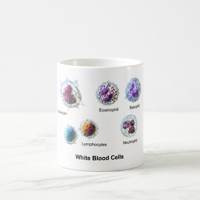 MUG White Blood Cells Leukocytes Diagram  (Center)