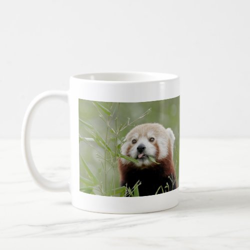 Mugs photo red panda Panda roux animals