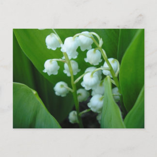 Muguet Postcard