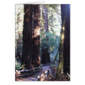Muir Woods (Front)