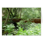 Muir Woods Bridge I Cards