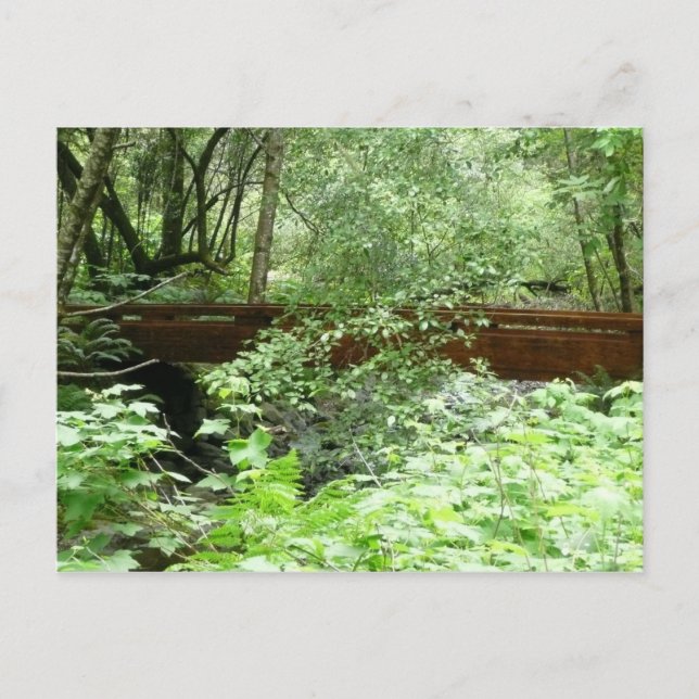 Muir Woods Bridge I Postcard (Front)