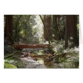 Muir Woods Bridge II (Front Horizontal)