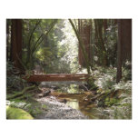 Muir Woods Bridge II Photo Print