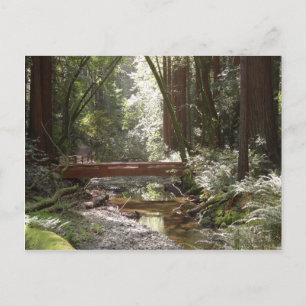 Muir Woods Bridge II Postcard