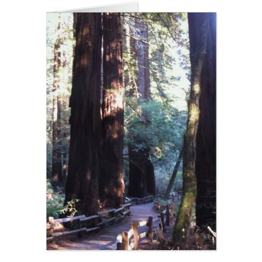 Muir Woods Cards (Front)
