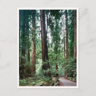 Muir Woods Marin Bay Area Travel Photo Postcard