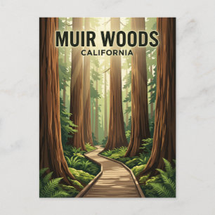 Muir Woods National Monument California Postcard