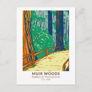 Muir Woods National Monument California Vintage Postcard
