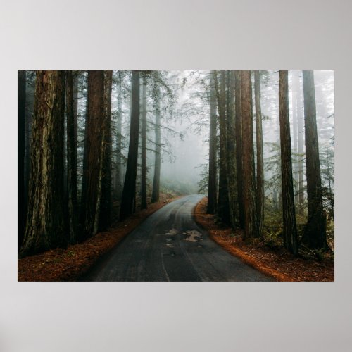 Muir Woods National Monument Mill Valley USA Poster