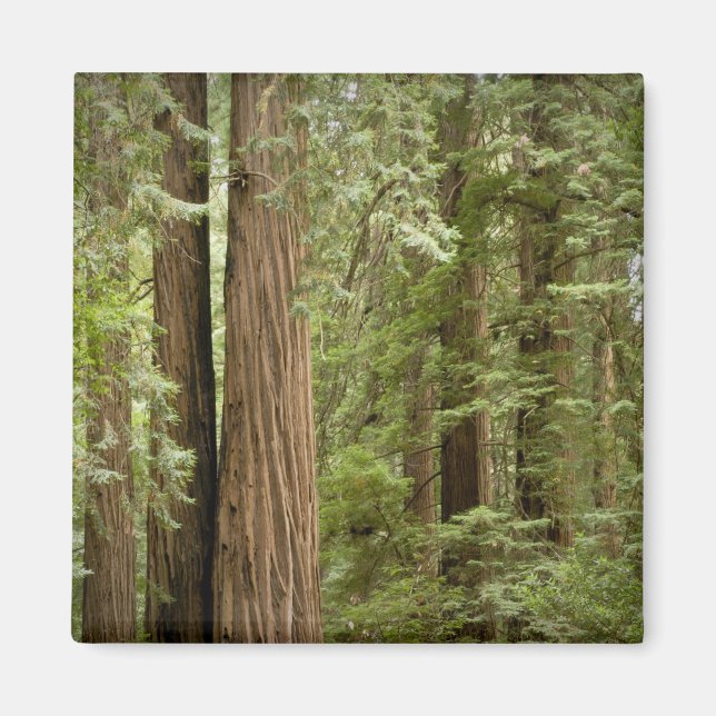 Muir Woods National Monument, Northern Magnet (Front)
