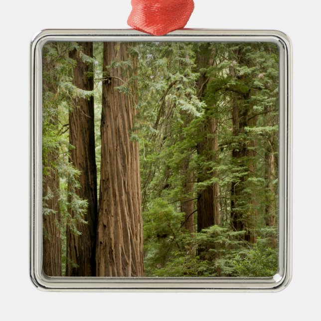 Muir Woods National Monument, Northern Metal Ornament (Front)
