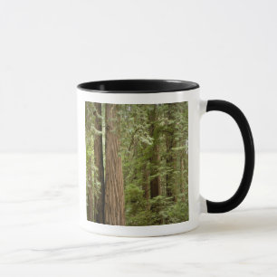 Muir Woods National Monument, Northern Mug