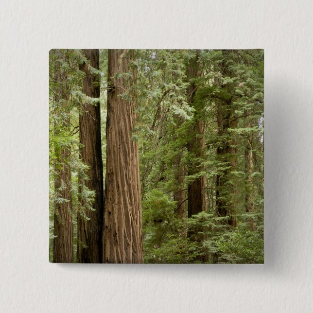 Muir Woods National Monument, Northern Pinback Button (Front)