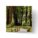 Muir Woods Path I Nature Photography Button