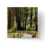 Muir Woods Path I Nature Photography Button