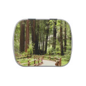 Muir Woods Path I Nature Photography Candy Tin (Top)