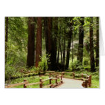 Muir Woods Path I Nature Photography Card