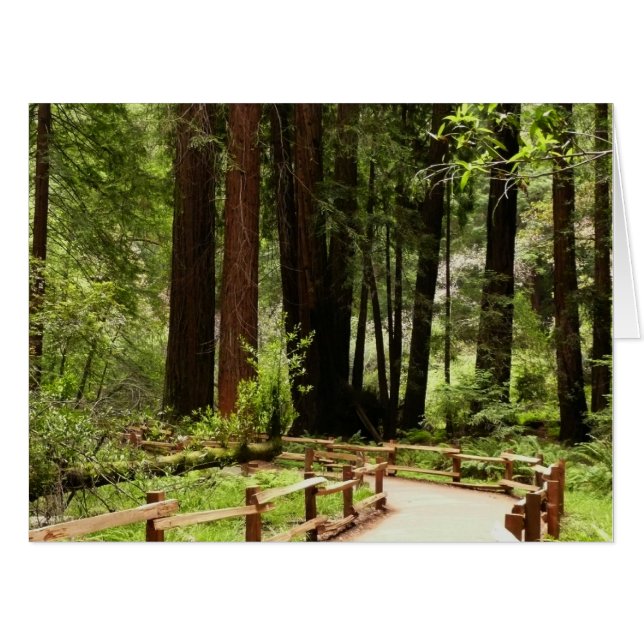 Muir Woods Path I Nature Photography Card (Front Horizontal)