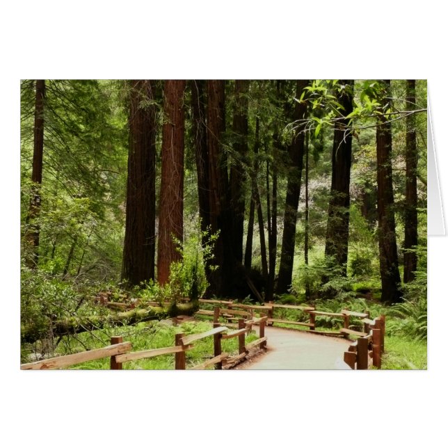 Muir Woods Path I Nature Photography Cards (Front Horizontal)