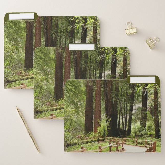 Muir Woods Path I Nature Photography File Folder (Set)