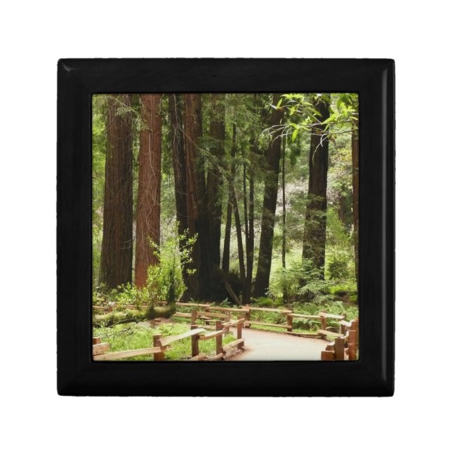 Muir Woods Path I Nature Photography Jewelry Box (Front)