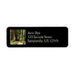 Muir Woods Path I Nature Photography Label
