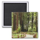 Muir Woods Path I Nature Photography Magnet