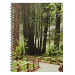 Muir Woods Path I Nature Photography Notebook