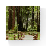 Muir Woods Path I Nature Photography Paperweight