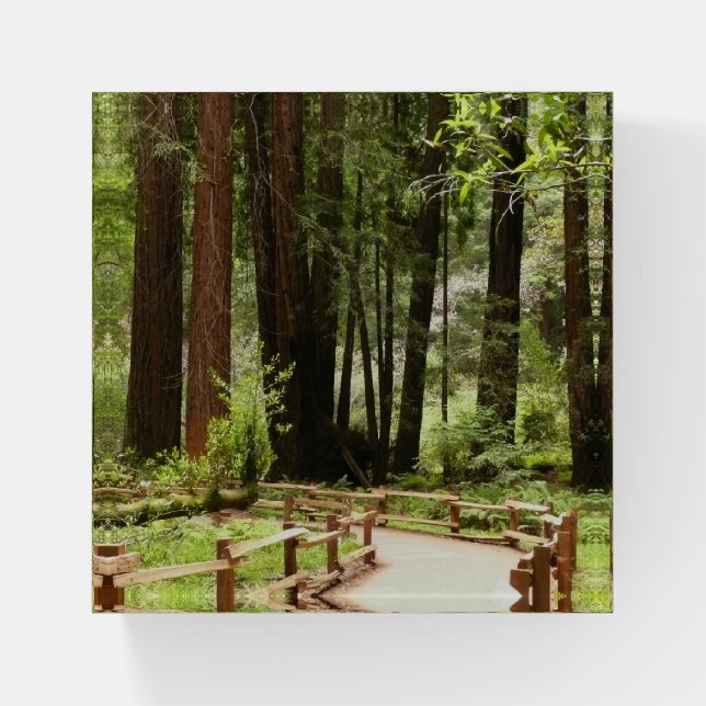Muir Woods Path I Nature Photography Paperweight (Front)