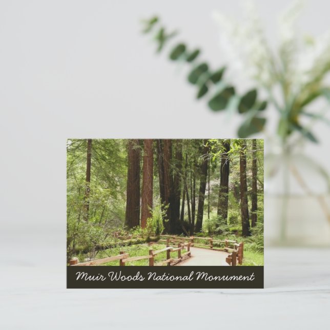 Muir Woods Path I Nature Photography Postcard (Standing Front)