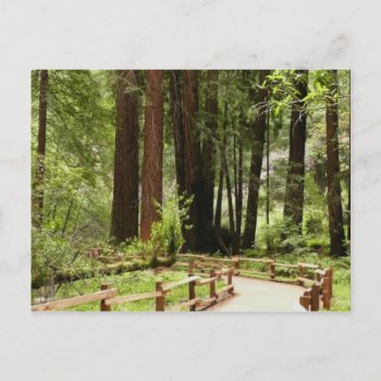 Muir Woods Path I Nature Photography Postcard by mlewallpapers at Zazzle