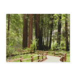 Muir Woods Path I Nature Photography Postcard