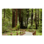 Muir Woods Path I Nature Photography Poster
